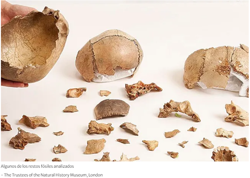 Los huesos analizados fueron encontrados en yacimientos arqueológicos de toda Europa.