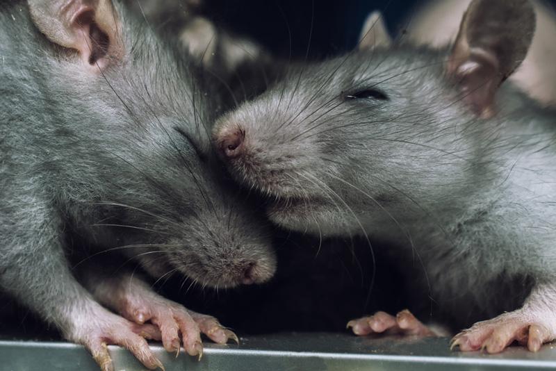 Los humanos convivieron con ratas gigantes-0