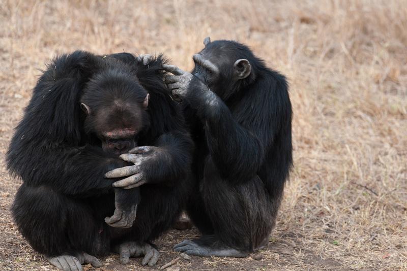 Un estudio en chimpancés sugiere que la creencia en Dios podría ser evolutiva-0